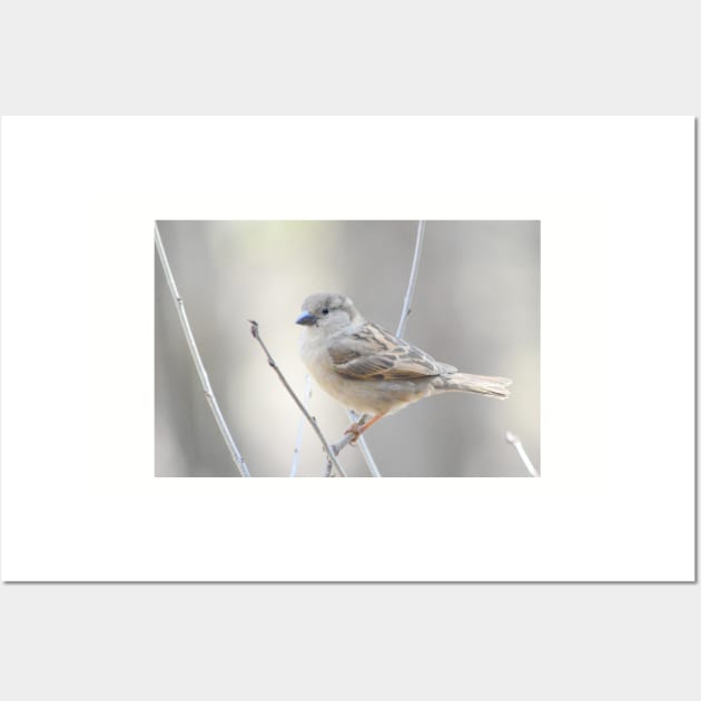 Sparrow Wall Art by LaurieMinor